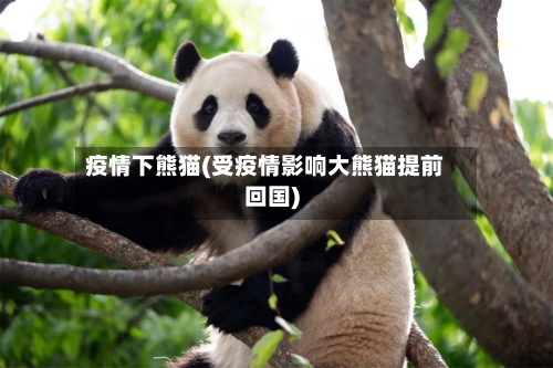 疫情下熊猫(受疫情影响大熊猫提前回国)