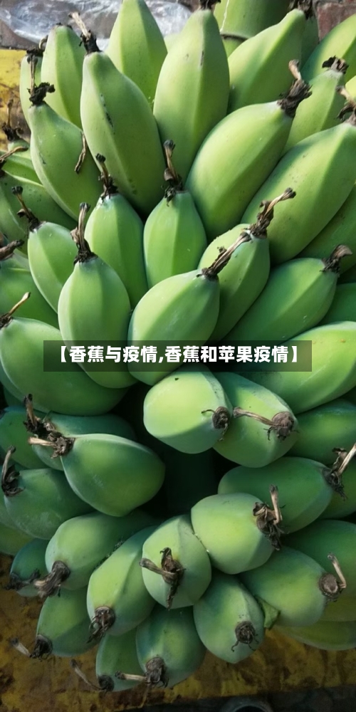 【香蕉与疫情,香蕉和苹果疫情】