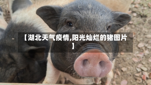 【湖北天气疫情,阳光灿烂的猪图片】