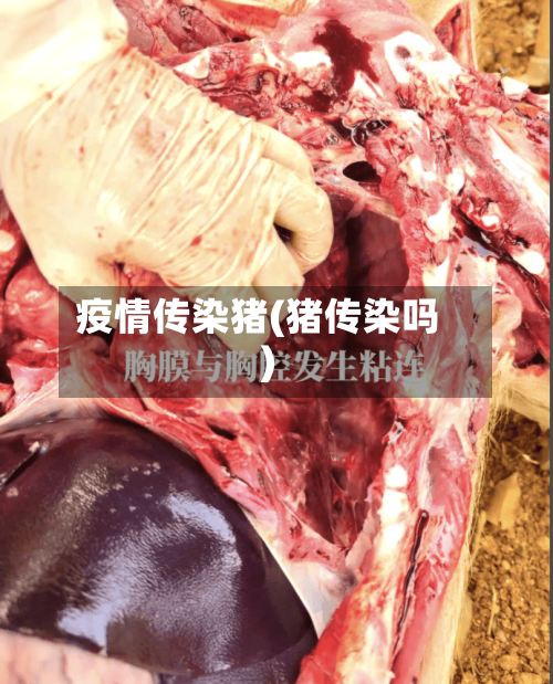 疫情传染猪(猪传染吗)