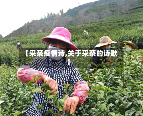 【采茶疫情诗,关于采茶的诗歌】