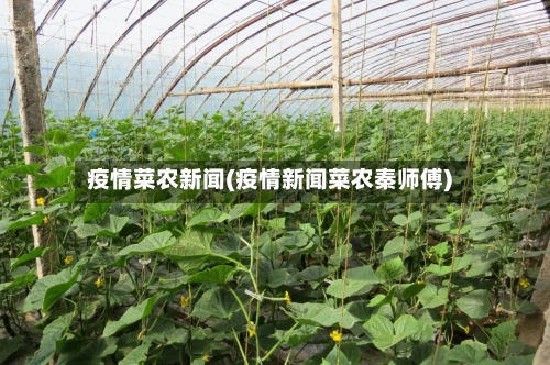 疫情菜农新闻(疫情新闻菜农秦师傅)