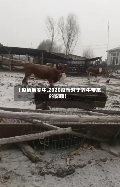 【疫情后养牛,2020疫情对于养牛带来的影响】