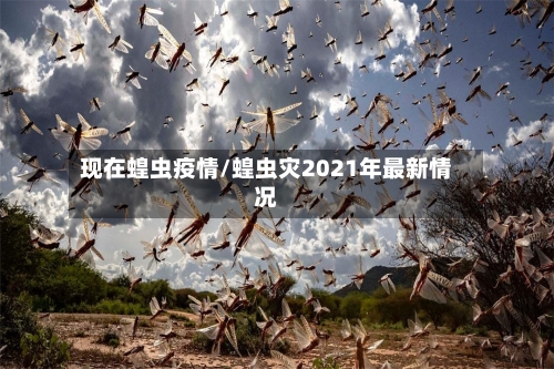 现在蝗虫疫情/蝗虫灾2021年最新情况