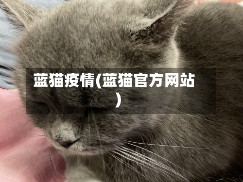 蓝猫疫情(蓝猫官方网站)