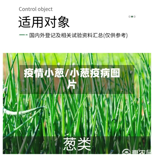 疫情小葱/小葱疫病图片