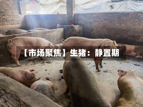 【市场聚焦】生猪:静置期