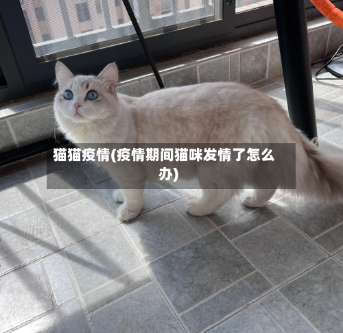 猫猫疫情(疫情期间猫咪发情了怎么办)