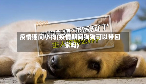 疫情期间小狗(疫情期间狗狗可以带回家吗)