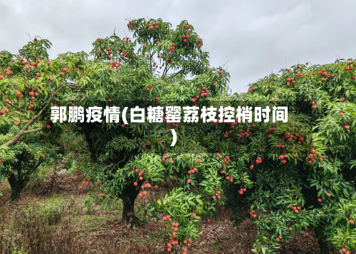 郭鹏疫情(白糖罂荔枝控梢时间)