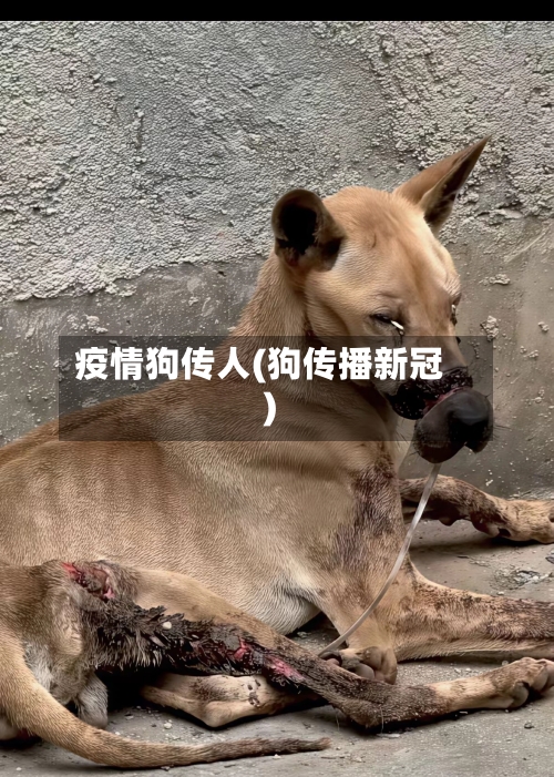 疫情狗传人(狗传播新冠)